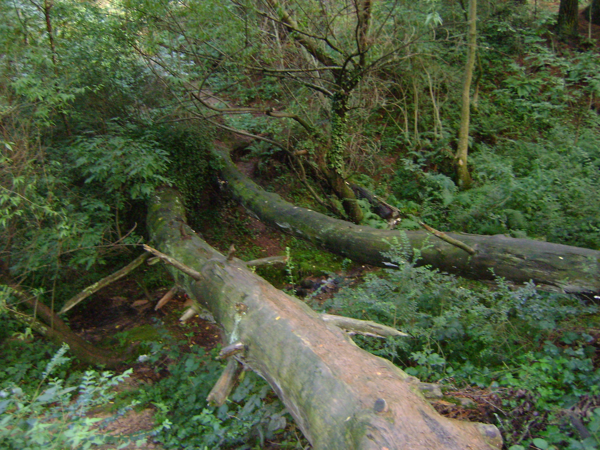 fotos/2011 - Los Reartes/DSC03367.JPG